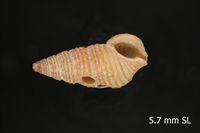 To ANSP Malacology Collection in GBIF (catalog no. 58191)