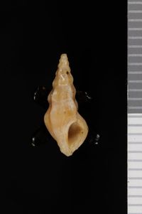 To ANSP Malacology Collection in GBIF (catalog no. 155201)