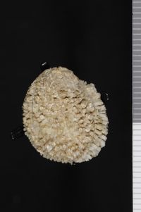 To ANSP Malacology Collection in GBIF (catalog no. 155623)