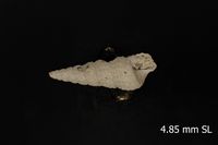 To ANSP Malacology Collection in GBIF (catalog no. 164782)