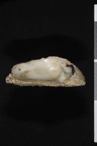 To ANSP Malacology Collection in GBIF (catalog no. 169432)