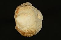 To ANSP Malacology Collection in GBIF (catalog no. 400858)