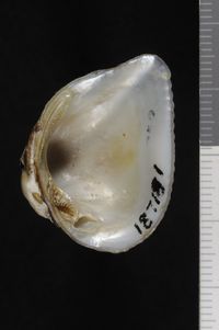 To ANSP Malacology Collection in GBIF (catalog no. 187181)