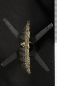 To ANSP Malacology Collection in GBIF (catalog no. 35884)