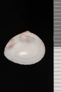 To ANSP Malacology Collection in GBIF (catalog no. 86281)