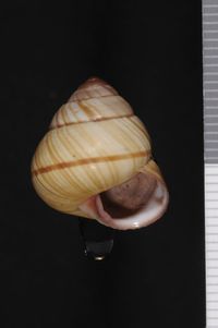 To ANSP Malacology Collection in GBIF (catalog no. 67563)