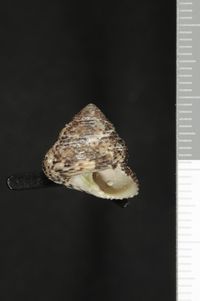 To ANSP Malacology Collection in GBIF (catalog no. 82789)