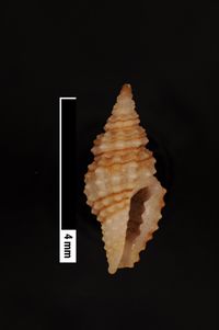 To ANSP Malacology Collection in GBIF (catalog no. 15681)