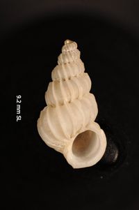 To ANSP Malacology Collection in GBIF (catalog no. 187200)