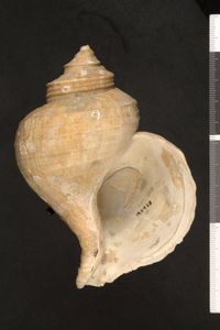 To ANSP Malacology Collection in GBIF (catalog no. 190928)