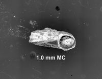 To ANSP Malacology Collection in GBIF (catalog no. 160198)