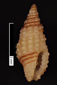 To ANSP Malacology Collection in GBIF (catalog no. 15683)