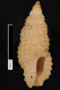 To ANSP Malacology Collection in GBIF (catalog no. 15687)