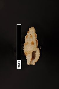 To ANSP Malacology Collection in GBIF (catalog no. 86125)