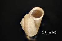 To ANSP Malacology Collection in GBIF (catalog no. 91324)