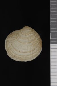 To ANSP Malacology Collection in GBIF (catalog no. 82048)