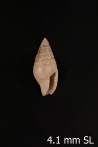 To ANSP Malacology Collection in GBIF (catalog no. 16966)