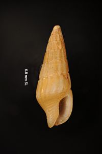 To ANSP Malacology Collection in GBIF (catalog no. 16898)