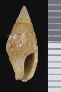 To ANSP Malacology Collection in GBIF (catalog no. 16887)