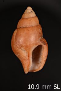 To ANSP Malacology Collection in GBIF (catalog no. 16664)