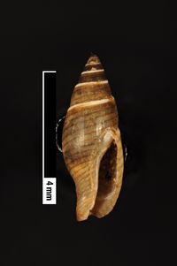 To ANSP Malacology Collection in GBIF (catalog no. 85972)