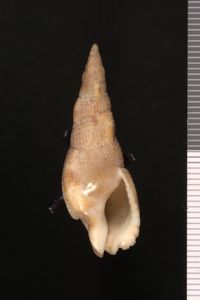 To ANSP Malacology Collection in GBIF (catalog no. 196728)