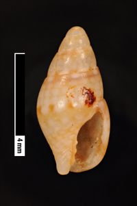 To ANSP Malacology Collection in GBIF (catalog no. 16799)