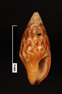 To ANSP Malacology Collection in GBIF (catalog no. 16829)
