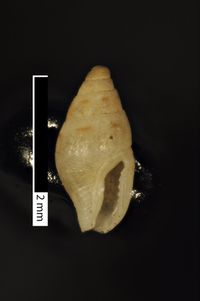 To ANSP Malacology Collection in GBIF (catalog no. 85960)