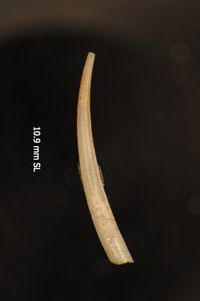 To ANSP Malacology Collection in GBIF (catalog no. 35565)