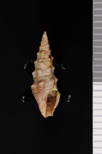 To ANSP Malacology Collection in GBIF (catalog no. 155207)