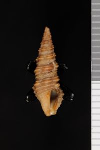 To ANSP Malacology Collection in GBIF (catalog no. 155354)