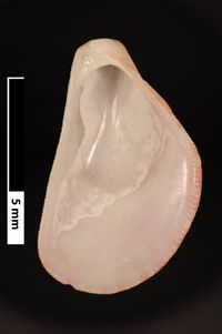 To ANSP Malacology Collection in GBIF (catalog no. 46997)