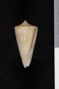 To ANSP Malacology Collection in GBIF (catalog no. 88296)