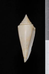 To ANSP Malacology Collection in GBIF (catalog no. 85950)