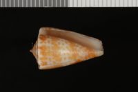 To ANSP Malacology Collection in GBIF (catalog no. 33948)