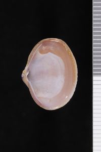 To ANSP Malacology Collection in GBIF (catalog no. 54594)