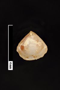 To ANSP Malacology Collection in GBIF (catalog no. 155622)