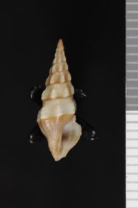 To ANSP Malacology Collection in GBIF (catalog no. 155202)