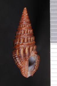 To ANSP Malacology Collection in GBIF (catalog no. 247104)