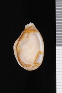 To ANSP Malacology Collection in GBIF (catalog no. 247116)