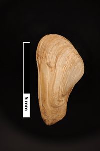 To ANSP Malacology Collection in GBIF (catalog no. 70551)