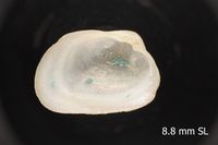 To ANSP Malacology Collection in GBIF (catalog no. 182618)