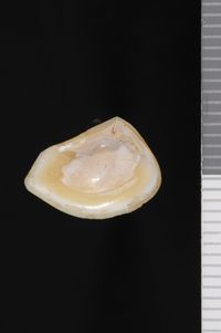 To ANSP Malacology Collection in GBIF (catalog no. 99414)