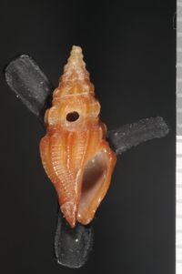 To ANSP Malacology Collection in GBIF (catalog no. 158582)