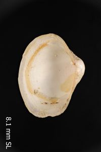 To ANSP Malacology Collection in GBIF (catalog no. 50909)
