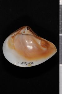 To ANSP Malacology Collection in GBIF (catalog no. 55282)