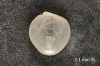 To ANSP Malacology Collection in GBIF (catalog no. 218961)