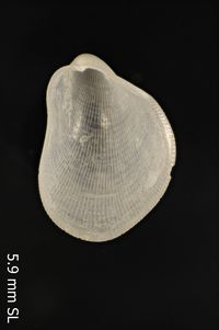 To ANSP Malacology Collection in GBIF (catalog no. 164846)