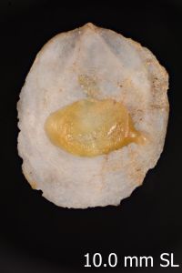 To ANSP Malacology Collection in GBIF (catalog no. 19495)